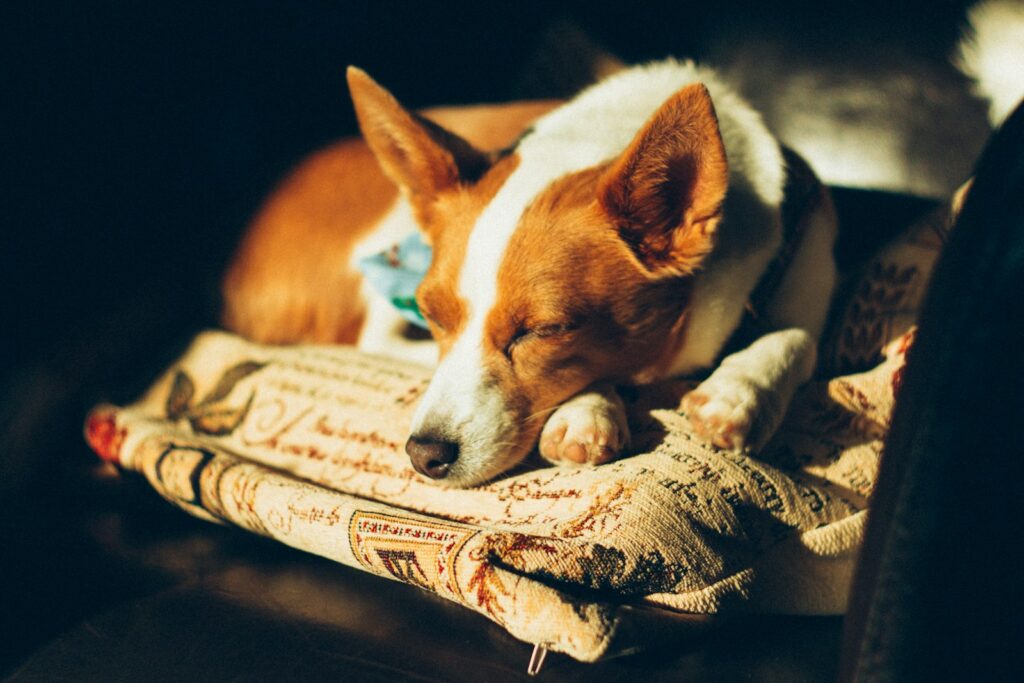 short-coated tan and white dog