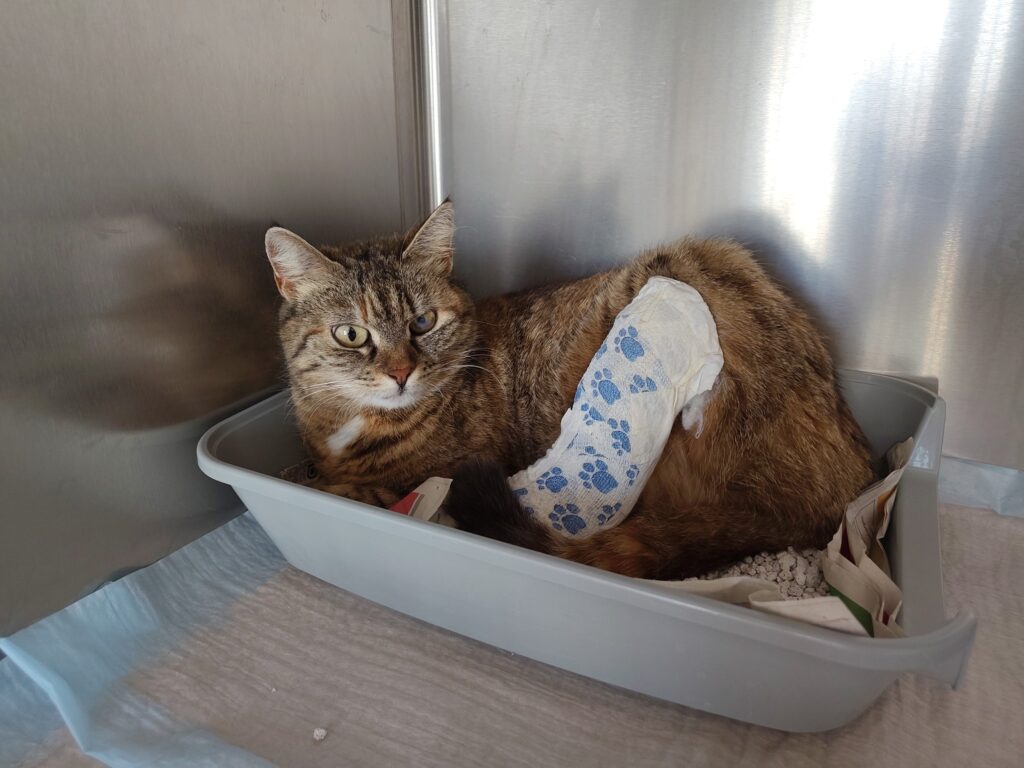 Nala nach der Operation