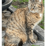 Notfellchen Nala