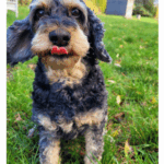 Notfellchen Maggie